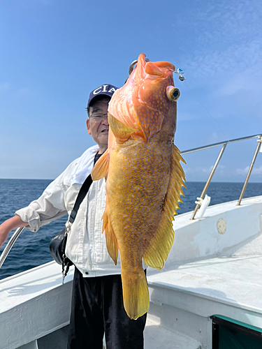 キジハタの釣果