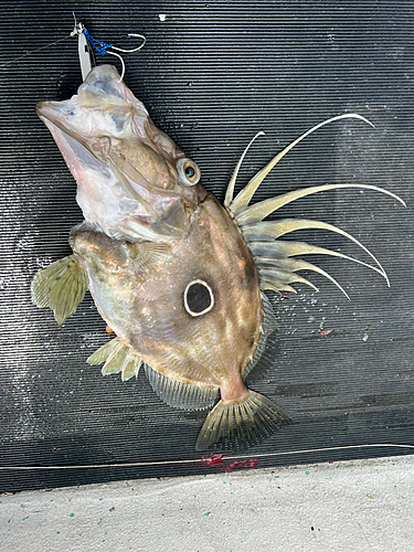 マトウダイの釣果