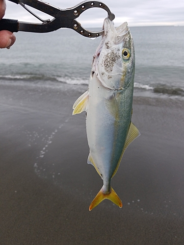 フクラギの釣果