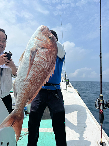 マダイの釣果