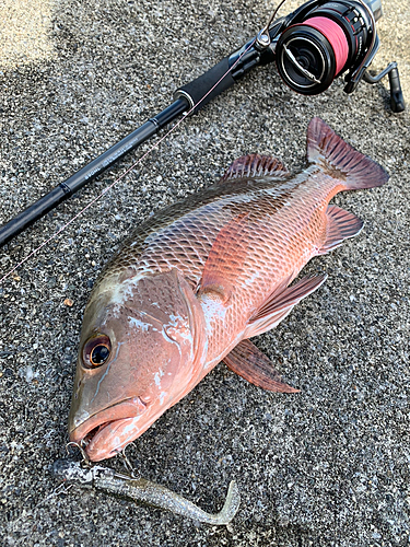 マングローブジャックの釣果