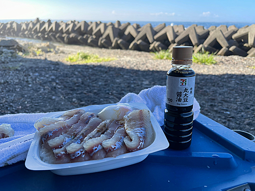 カマスの釣果