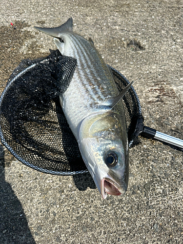 ボラの釣果