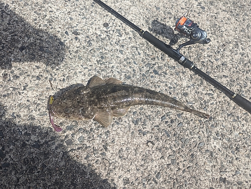 マゴチの釣果