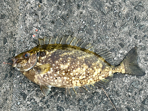 アイゴの釣果