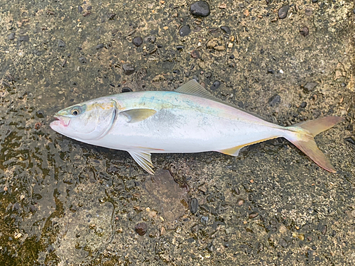 イナダの釣果