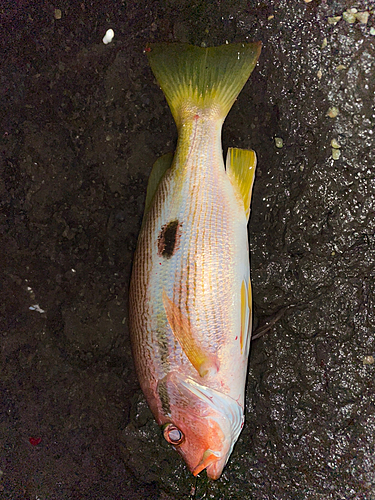 ヨコスジフエダイの釣果