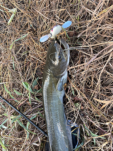 ナマズの釣果