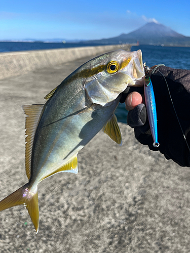 ネリゴの釣果