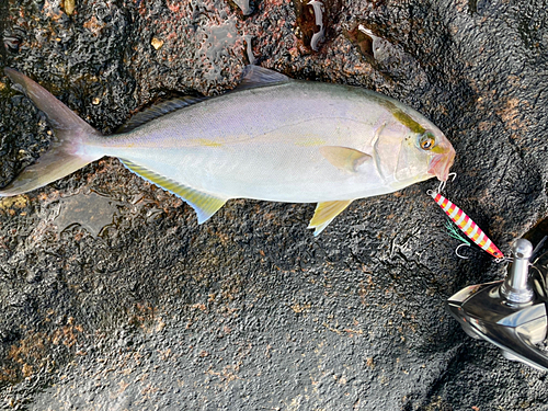 シオの釣果