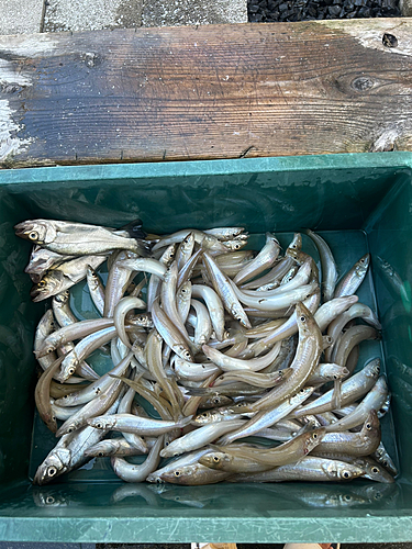 キスの釣果