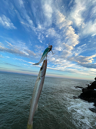 カマスの釣果