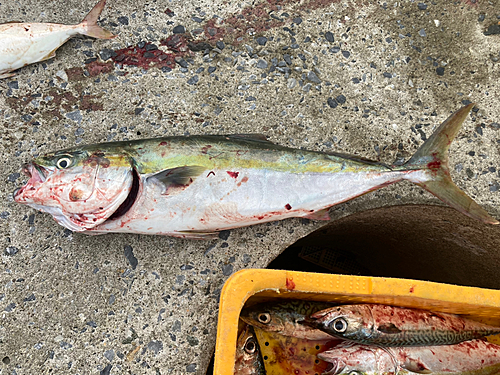 ワラサの釣果