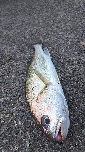 イシモチの釣果