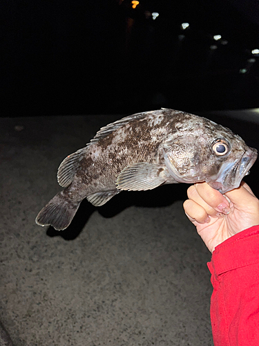 クロソイの釣果