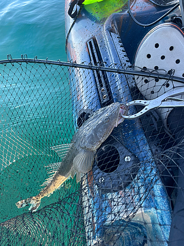 マゴチの釣果