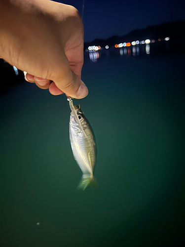 マアジの釣果