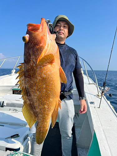 キジハタの釣果