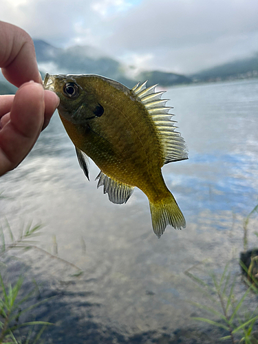 ブルーギルの釣果