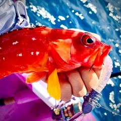 アカハタの釣果