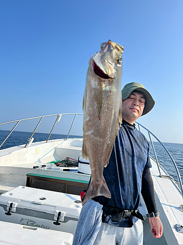 イサキの釣果