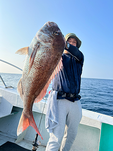 マダイの釣果