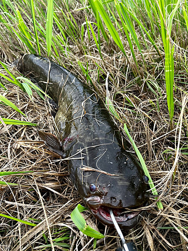 ナマズの釣果