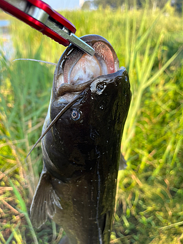 ナマズの釣果