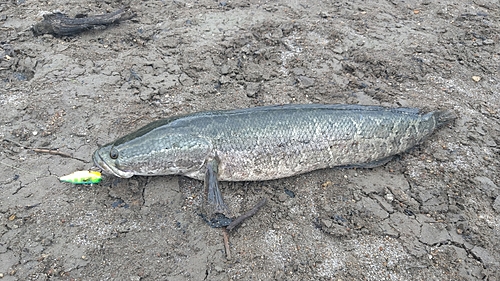 ライギョの釣果