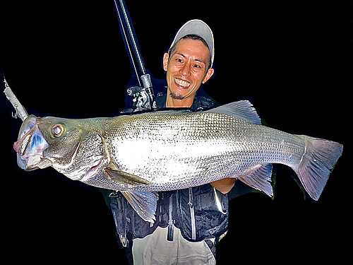 ヒラスズキの釣果