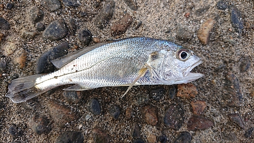 シログチの釣果