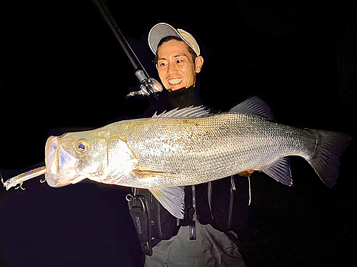 ヒラスズキの釣果