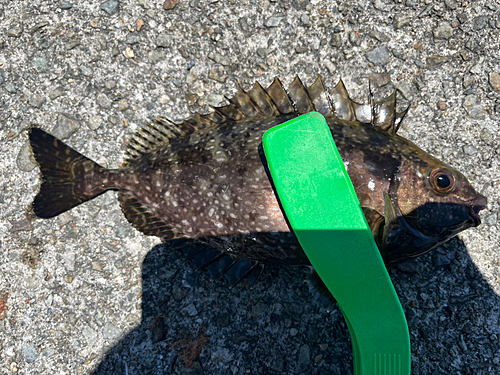 アイゴの釣果