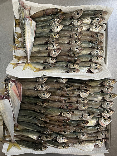 アジの釣果