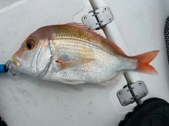 レンコダイの釣果