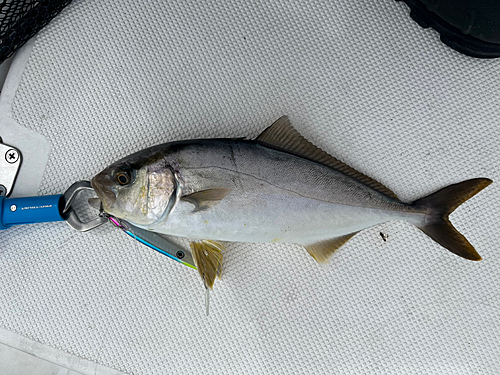 シオの釣果