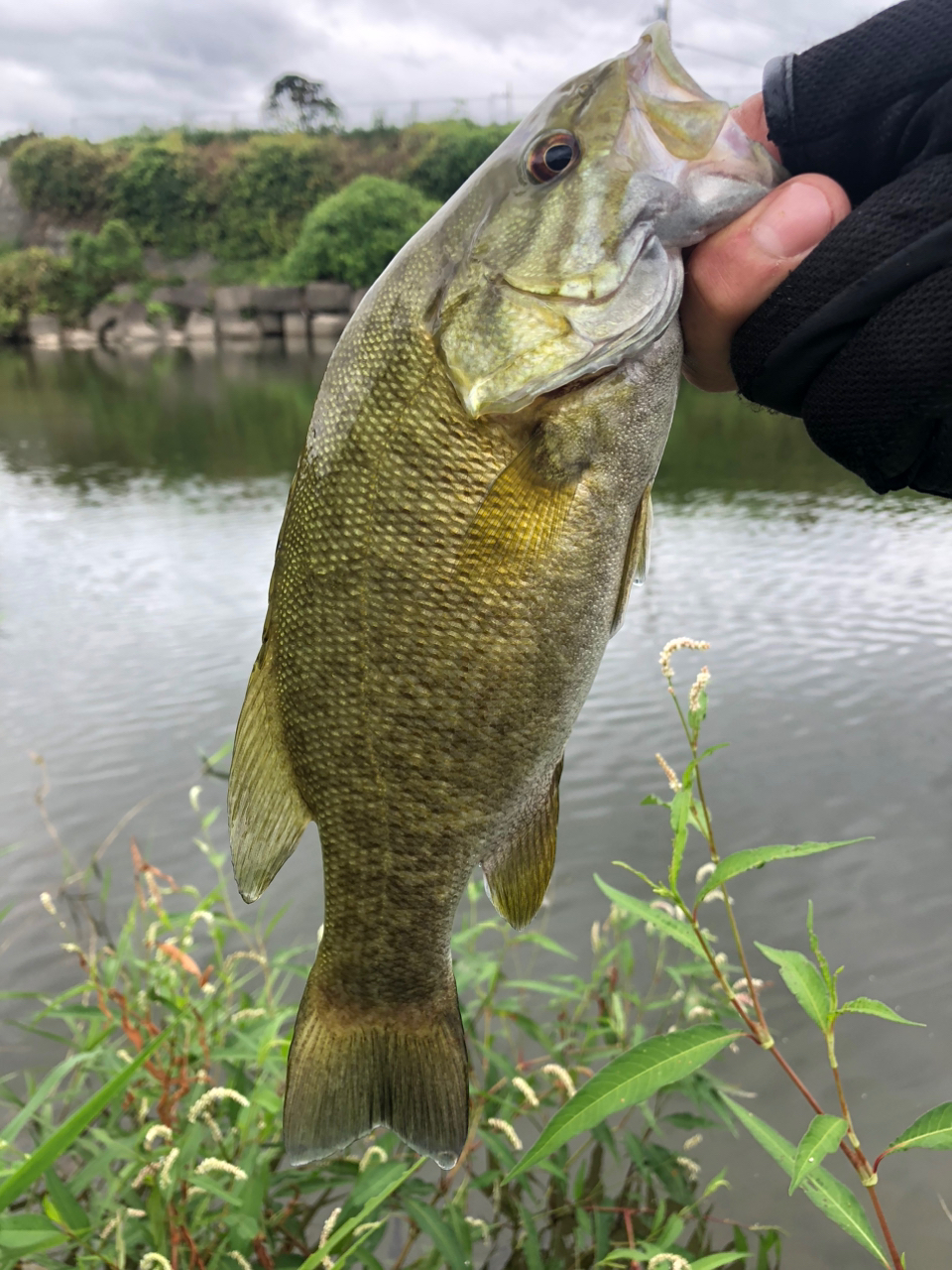 スモールマウスバス