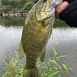 スモールマウスバス