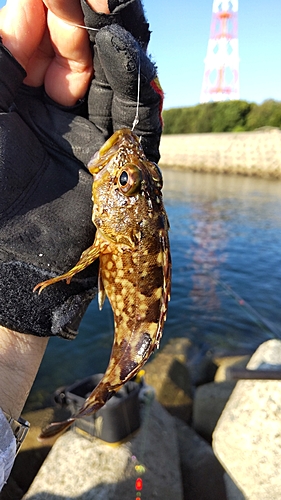 ガシラの釣果