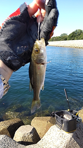 スズキの釣果