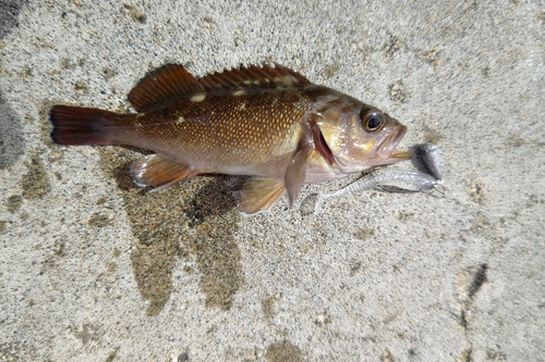 エゾメバルの釣果