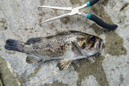 クロソイの釣果