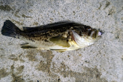 クロソイの釣果