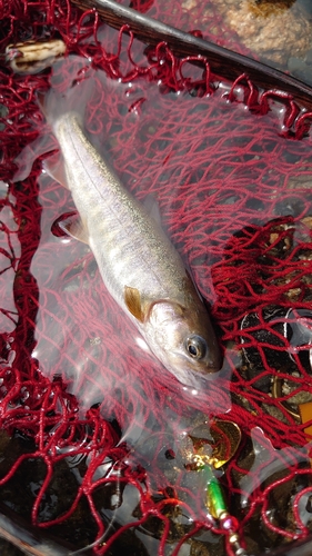 イワナの釣果