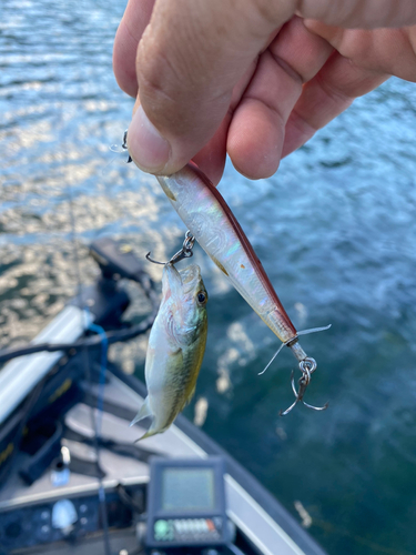 ラージマウスバスの釣果