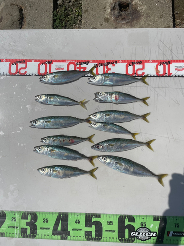 サバの釣果