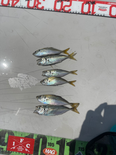 アジの釣果