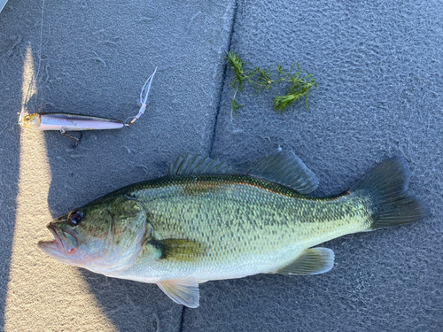 ラージマウスバスの釣果