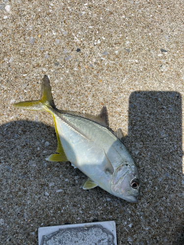 メッキの釣果