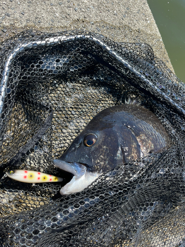 チヌの釣果